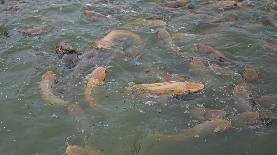 Mật độ nuôi cá trê lai thương phẩm phù hợp là bao nhiêu?