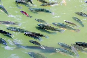 Cách làm ao nuôi cá rô phi và xử lý nước ban đầu - Du lịch Việt Nam