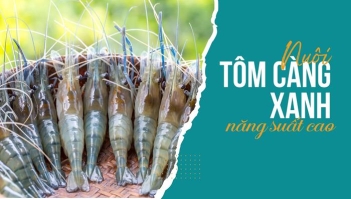Bí quyết lựa chọn địa điểm nuôi tôm càng xanh phù hợp - DU LỊCH HÀ TIÊN