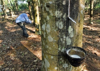 Đặc điểm nổi bật của cao su thiên nhiên - DU LỊCH HÀ TIÊN