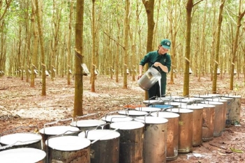 Phương pháp chế biến mủ cao su thiên nhiên - DU LỊCH HÀ TIÊN
