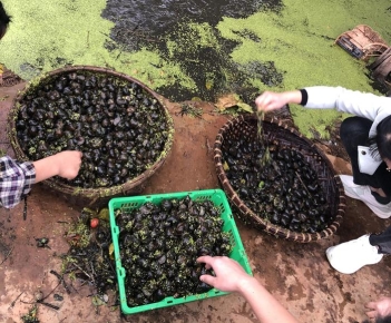 Thức ăn tốt nhất cho ốc nhồi trong bể bạt - DU LỊCH HÀ TIÊN