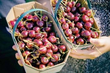 Trái cherry có mấy loại và loại nào được ưa chuộng nhất? - Du lịch Việt Nam