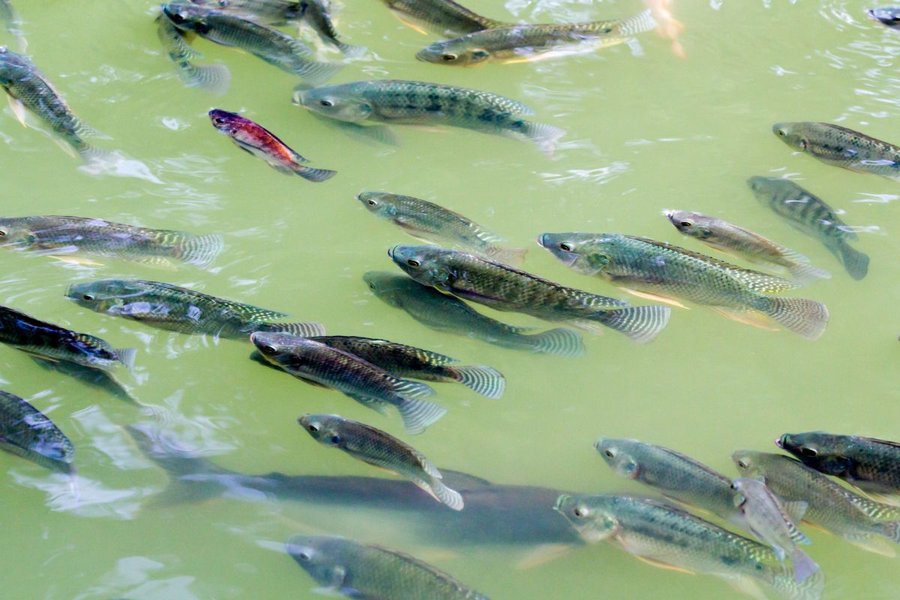 ao nuôi cá rô phi