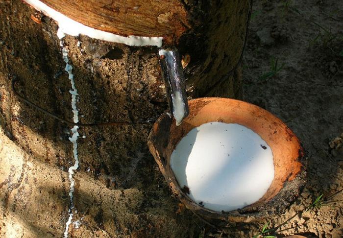 Cao su tự nhiên là gì? - DU LỊCH HÀ TIÊN